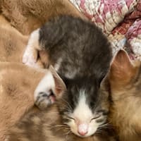 Cactus, chat à adopter