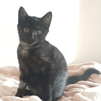 SELENE, chatte à adopter