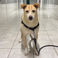 TIMEO OAA20164, chien à adopter