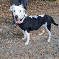CAPRI, chienne à adopter