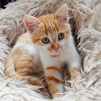 CREVETTE, chatte à adopter