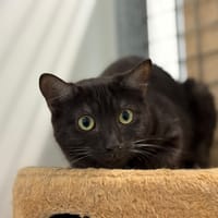 Calixto, chat à adopter