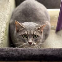 lucette, chatte à adopter
