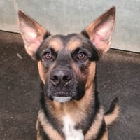 Chonchon, chien à adopter