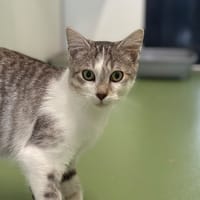 Marty, chat à adopter
