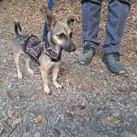 PICA, chienne à adopter