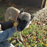 TEMPETE, chienne à adopter