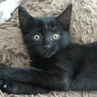 PALMA, chatte à adopter
