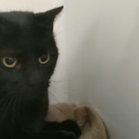 PISTACHE, chatte à adopter