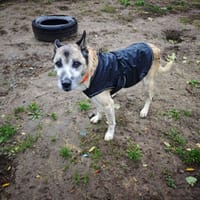 PAPUCHE, chien à adopter