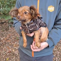 NOISETTE, chienne à adopter