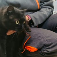 PANTHERE QCT, chatte à adopter