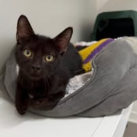 REMI, chat à adopter