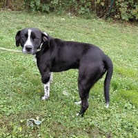 HARLEY, chien à adopter