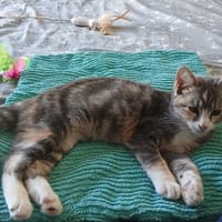 Alaska, chatte à adopter