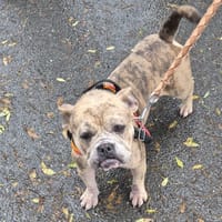 CARBO, chienne à adopter