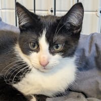 MYRON, chat à adopter