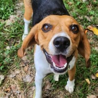 VAIA, chienne à adopter