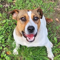 BRIQUE, chien à adopter