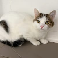 FRIPOUILLE ( en cours d'adoption ), chatte à adopter