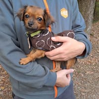 MIEL, chienne à adopter