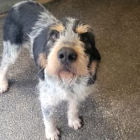 TONY, chien à adopter
