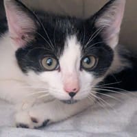 MILLIE, chatte à adopter