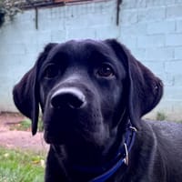 KRATOS CHAO, chien à adopter