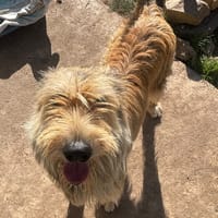 Ubah/Didou, chienne à adopter