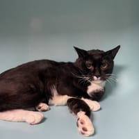 TWIST, chat à adopter