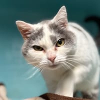 MAOU MAOU, chatte à adopter