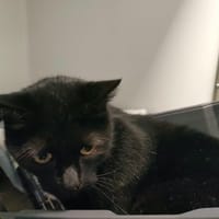 POPCORN QCT, chatte à adopter