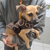 Réservé COOPER, chien à adopter