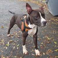 OXMO, chien à adopter