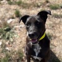 XIMA, chienne à adopter