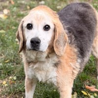 Biscoto CAA16229, chien à adopter