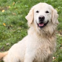 Noob CAA16233, chien à adopter
