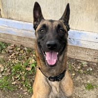 VOLKOV, chien à adopter
