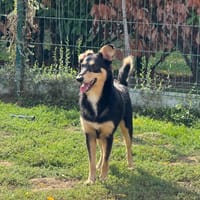 REGULUS, chien à adopter
