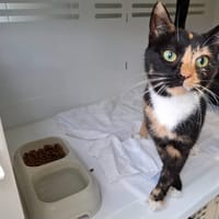 COOCKIE, chatte à adopter