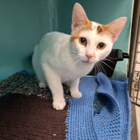 NEIGE, chatte à adopter