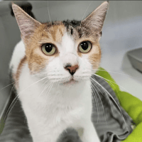 Rosie, chatte à adopter