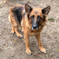Oupsss CAA16235, chienne à adopter