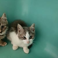 URSINA QCT, chatte à adopter