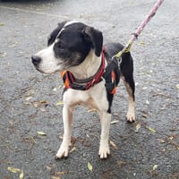 MOKA, chienne à adopter