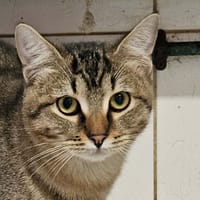 POPEYE, chat à adopter
