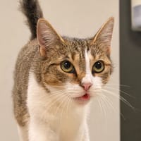 TITI, chatte à adopter