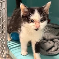MIMI, chatte à adopter