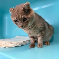 FANTOME, chat à adopter