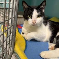 DOMOO, chat à adopter